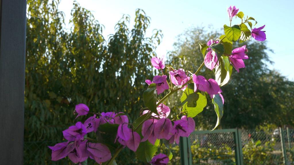 Slavica * Lozovac