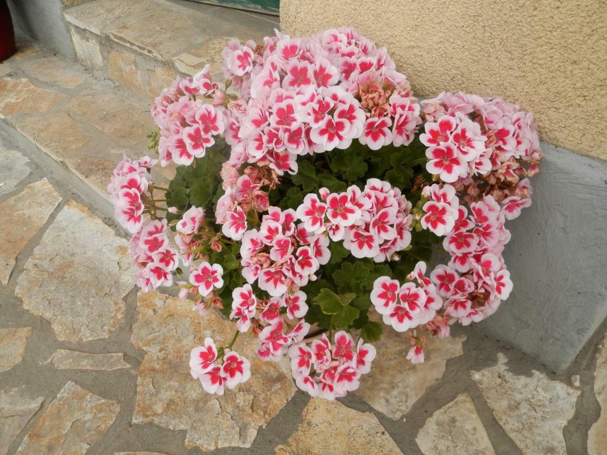 Slavica Appartement *